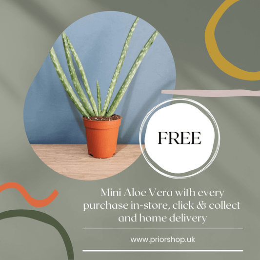 FREE Mini Aloe Vera if you shop in-store