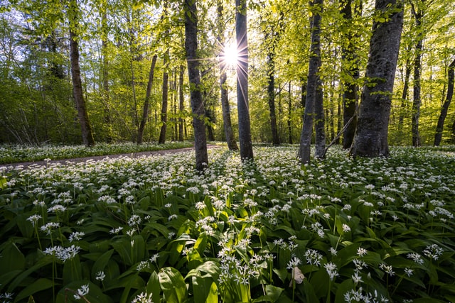 It’s Spring Foraging Season! Here’s 5 wild plants to hunt for, and some delicious ways to make them into dinner.