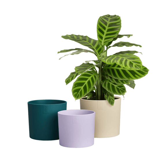 Recycled Plastic Plant Pot - Lex Pott Collection (set of 3) 'Velvet Cream' homeware shops bristol gift shops bristol Elho