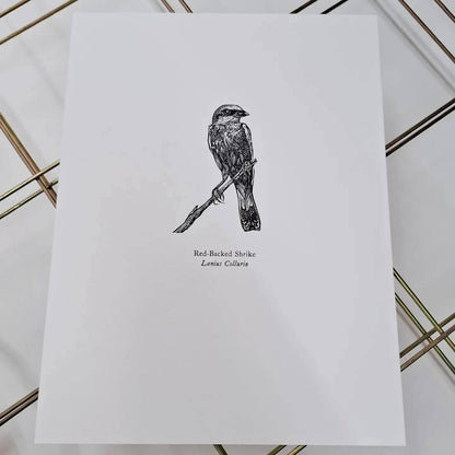 Bird Print Red-Backed Shrike Wood Engraving and Letterpress homeware shops bristol gift shops bristol Fiona Hamilton