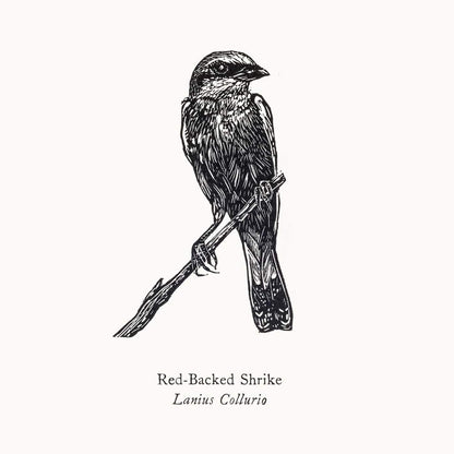 Bird Print Red-Backed Shrike Wood Engraving and Letterpress homeware shops bristol gift shops bristol Fiona Hamilton
